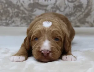 Two weeks Tommy 2