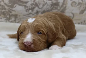 Two weeks Tommy