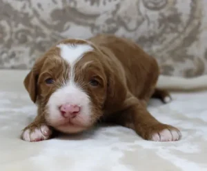 Two weeks Tylor