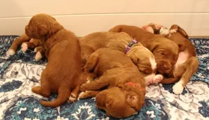 Tilly and Tucker's puppies are here!