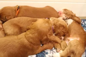 Two weeks litter 10