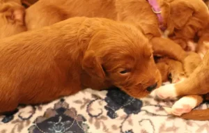 Two weeks litter 11