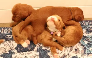 Two weeks litter 12