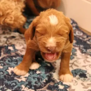 Two weeks litter 13