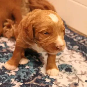 Two weeks litter 14