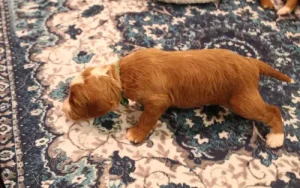 Tilly and Tucker's puppies