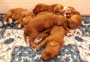 Two weeks litter 2