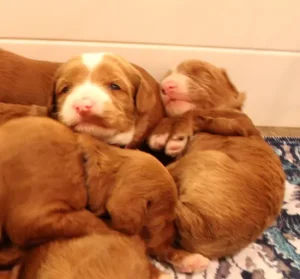 Two weeks litter 3