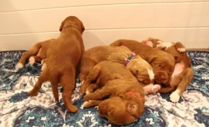 Two weeks litter