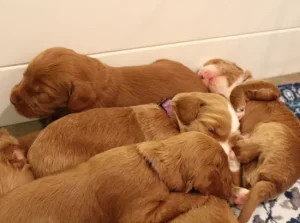 Tilly and Tucker's puppies are here!
