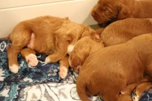Two weeks litter 5