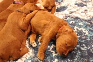 Two weeks litter 6