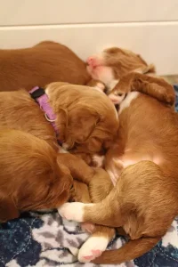 Two weeks litter 7