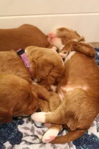 Two weeks litter 8