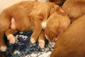 Two weeks litter 9