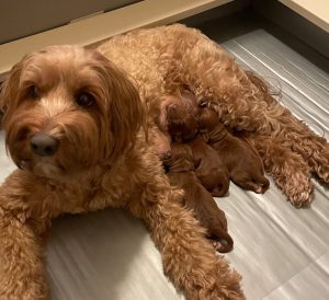 Day one Ally and pups Ally and Nelson's puppies are here!