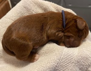 Day one puppy Ally and Nelson's puppies are here!