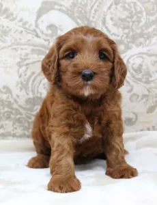 Five weeks Amber