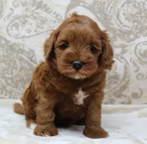 Ally and Nelson's puppies are here!