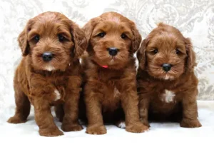 best labradoodle puppies therapy dogs breeder