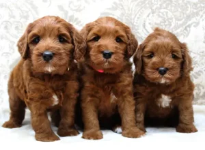 therapy dogs best labradoodle breeder Portland Oregon