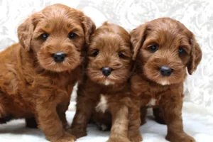 Five weeks litter 3