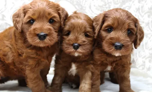 Ally and Nelson’s puppies are here! Five weeks litter 3