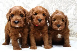 Ally and Nelson's puppies are here!