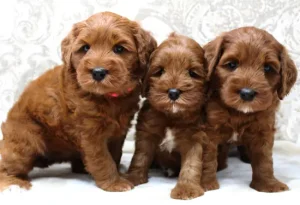 Five weeks litter 4