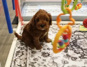 Five weeks play Asher