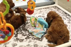 Five weeks playing 2