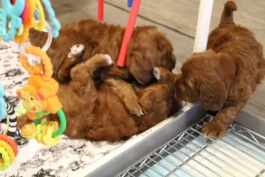 Ally and Nelson's puppies are here!