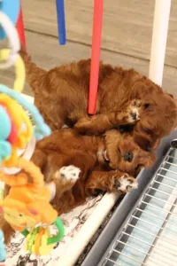 Ally and Nelson's puppies are here!
