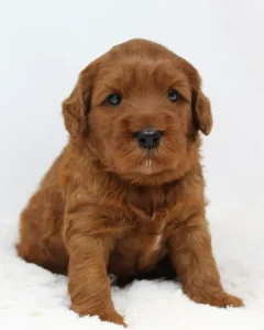 Four weeks Adeline 2
