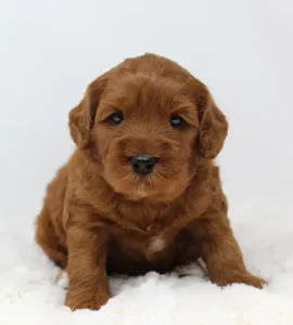 Four weeks Adeline