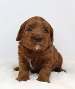 Ally and Nelson's puppies are here!