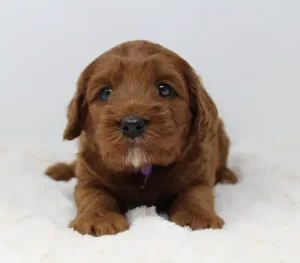 Four weeks Amber 3