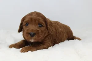 Four weeks Amber