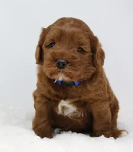 Four weeks Asher 2