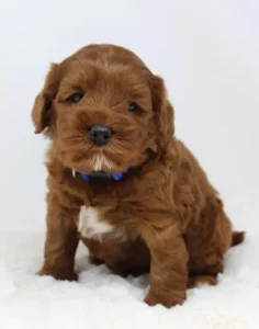 Ally and Nelson's puppies are here!