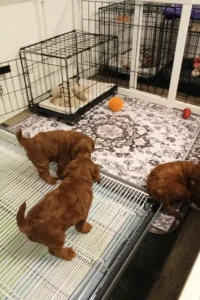 Four weeks litter pen 2