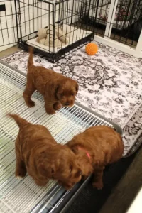 Four weeks litter pen