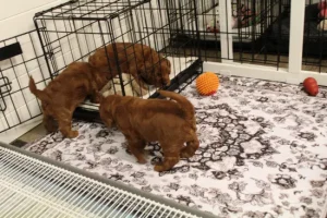 Four weeks litter pen 3