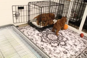 Four weeks litter pen 4