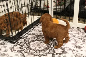 Four weeks litter pen 6