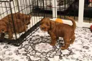 Ally and Nelson's puppies are here!