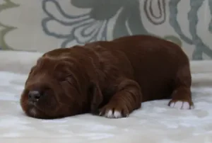 One week Adeline 2 Ally and Nelson's puppies are here!