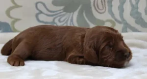 One week Amber One week Amber