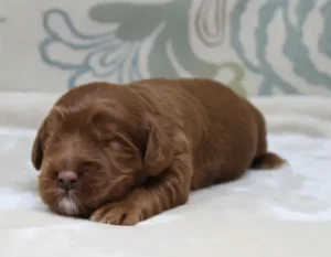 One week Asher 2 One week Asher 2