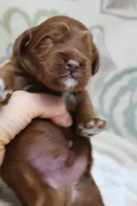One week Asher belly 2 One week Asher belly 2